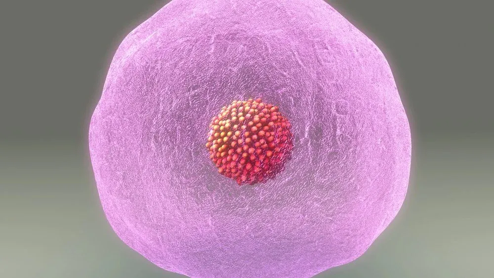 3D illustration of an egg cell with its nucleus-like cluster at the centre