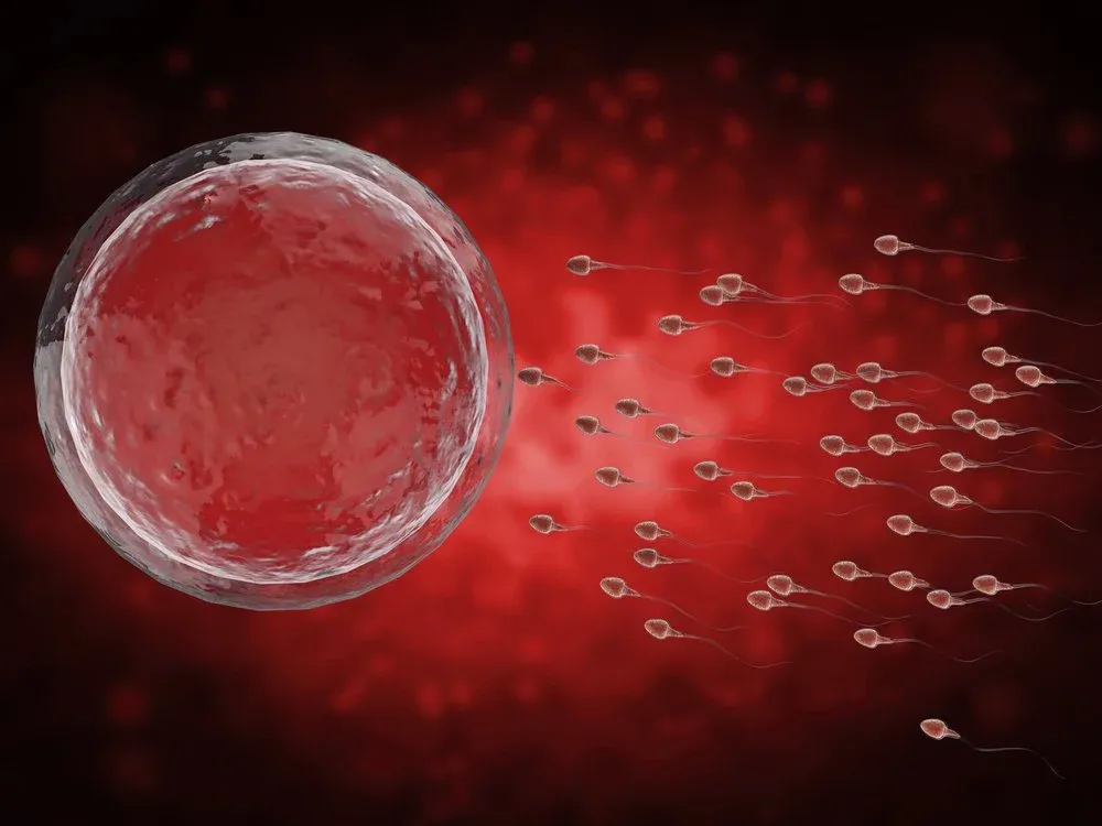 3D illustration of sperm swimming towards an egg cell