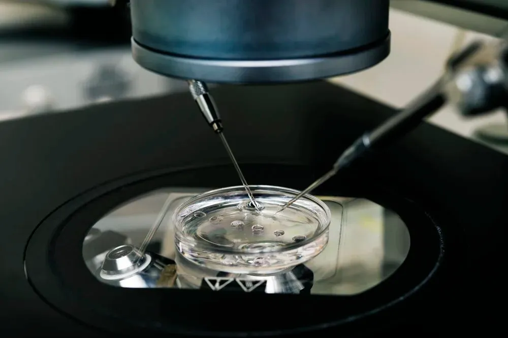Fine glass pipettes positioned over a petri dish beneath a microscope